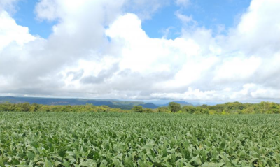 Imagem da notícia Tendência de preços da soja e do milho com apresenta queda na produtividade